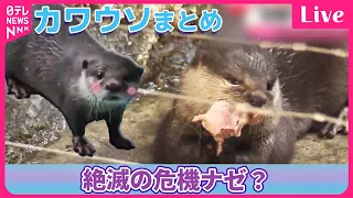 【カワウソまとめ】野生動物の“ペット化”　“密猟・密輸” などが問題に…  / カワウソ3姉妹“命名”までの18日間に密着！ /「世界カワウソの日」飼育員から生態学ぶ など（日テレNEWS LIVE）