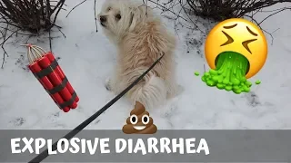 Dog FARTS + EXPLOSIVE DIARRHEA **GRAPHIC** 강아지 설사