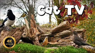 Cat TV for Cats to Watch 🐈 - THIEF ON FEEDER🐦‍⬛ (4K)