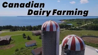 Chopping Silage On An Average Canadian Dairy Farm