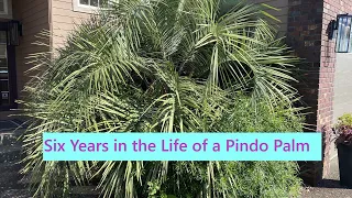 Six Years in the Life of a Pindo Palm