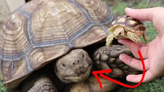 BABY TURTLE MEETS PARENTS (After Months of Separation)