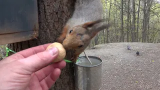 Голодные белки. Зарисовка / Hungry squirrels. Sketch