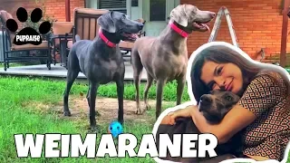 All About Living With WEIMARANERS Dogs 101 - Meet Nola and Austin