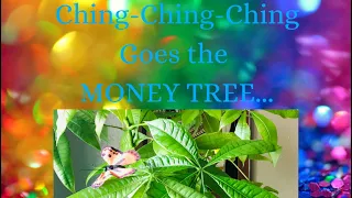 Ching-Ching-Ching Goes The Money Tree (1hr long money meditation by @KingSoon with Original Audio)