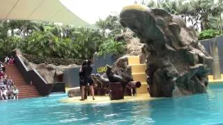 Шоу морских львов, Лоро парк 2013 (Sea lion show, Loro Parque, Tenerife, Puerto De La Cruz) часть 1