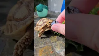 Tiny tortoise needs a little help to enjoy her blueberry treat!