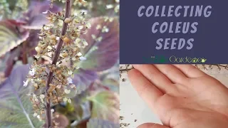 Collecting Coleus Seeds
