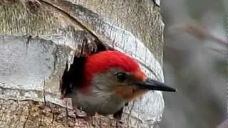 Red-bellied Woodpecker calling mate