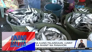 Mga bangus sa ilang palaisdaan, lumiit dahil umano sa mainit na panahon | UB