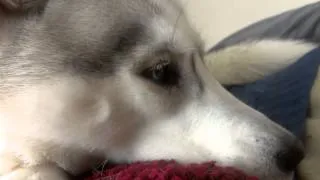 Husky wakes me up like this every morning