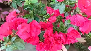 How to get more flowers on AZALEA plant with magical fertilizer