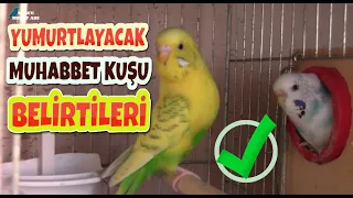 Muhabbet Kuşunuzun Yumurta Yapacağını Nasıl Anlarsınız ?