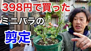 安く販売されてるミニバラの剪定【園芸超人カーメン君】