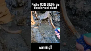 Finding MORE GOLD in the illegal ground sluice!!! part 7