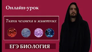 Ткани Человека и Животных для ЕГЭ. |ЕГЭ БИОЛОГИЯ|Freedom|