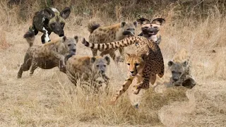 शिकार एक खाने वाले अनेक !! Leopard vs Wild Dogs vs Hyenas vs Impala