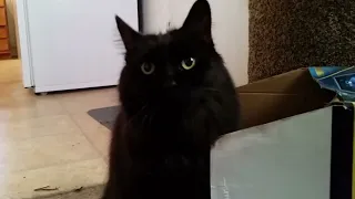 Smart cat uses box flap as a tool to scratch her chin. Gentle ASMR.