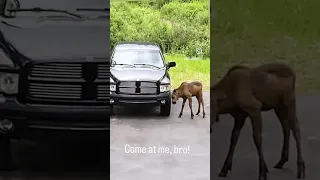 Baby moose challenges truck to a fight. #moose