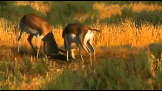 Shirvan National Park