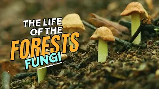 The life of the forest, Fungi in 4K UHD Nature film #fungi #mushrooms #ediblefungi