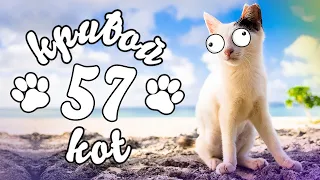 Кривой Кот (Сrooked Cat) Смешные коты#57 😹 Приколы с котами лучшее
