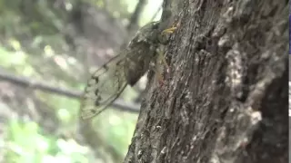 Cicada Sounds