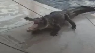 Florida woman finds 9-foot alligator in backyard pool