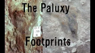 Do the Paluxy River Tracks prove Dinosaurs and Humans co-existed?