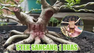 CARA STEK  SANCANG 1 RUAS..DIJAMIN AKAR MUTER || premna microphilla