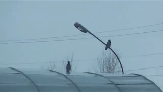 Crow hunting Кроухантинг. Отстрел вредителей. С 1 апреля, Карл!