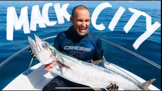 MONSTER Spanish Mackerel Spearfishing