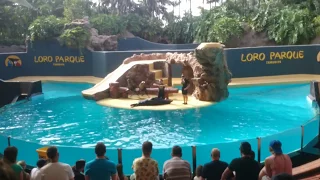 Sea Lions - Loro Parque, Puerto de la Cruz, Tenerife,  Best Sea Lions Show in Full Spanish