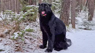 Panther Luna and rottweiler Venza frolic in the cold ❤️🐆🐕