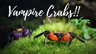 "Crabitat" Aquarium Build for Vampire Crabs