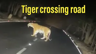 Royal Bengal Tigers crossing road at night #Save Tiger