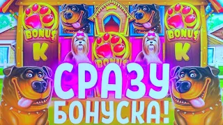 ПРИКОРМИЛ СОБАК И СРАЗУ ЗАНОС !!! БОНУСКА ДАЛА МНОГО БУДОК / THE DOG HOUSE