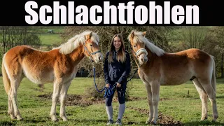 ❗❗ VOR DEM TOD GERETTET ❗❗ | Unsere SCHLACHTFOHLEN ❤️ | Marina und die Ponys