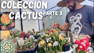 Tour colección de cactus y suculentas / más de 4000 parte 3 de 3