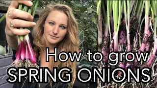 How to Grow Spring Onions (aka Scallions/Salad Onions) || Spring Onions from Seed || Plot 37