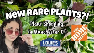 NEW RARE PLANTS AT LOWE'S!! 😊👍🏻Big Box Plant Shopping in Machester CT 🌿 new prayer plants!!