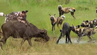 Mother Buffalo save Baby from 20 Wild Dog, Buffalo has difficulty because Wild Dogs too crowded