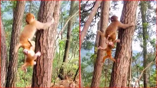 Poor baby monkey fell from above