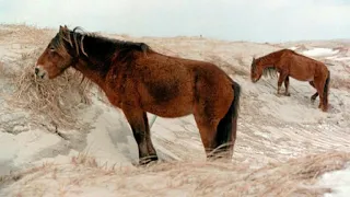 Пони острова Сейбл. Редкие породы лошадей