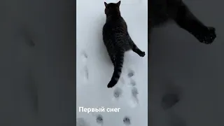 Реакция кота на первый снег. ilk kar.