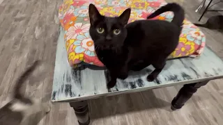 Disabled cat meows for love