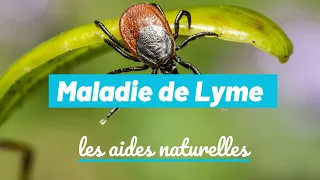 Maladie de Lyme : comment l'accompagner de manière naturelle ? | Soriavie