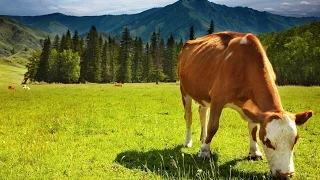 Плохая пастьба не доводит до добра