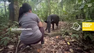 ¡Así es un día en Corcovado! | This is a day in Corcovado!