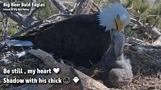 Big Bear🦅Be Still, My Heart!❤️️Shadow With His Chick😊🐥2022-03-25